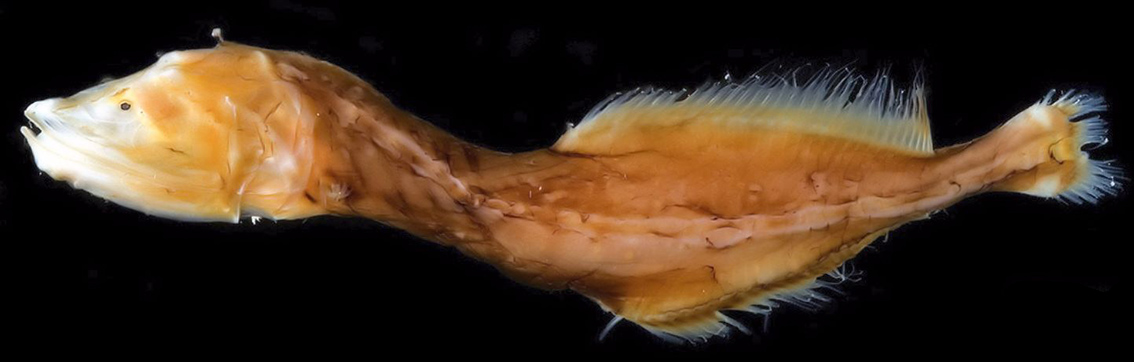 Cetostoma regani_02.jpg